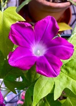 Japanese Morning Glory 8 Seeds &#39;Golden Chain&#39; (Ipomoea nil) NEON PINK FL... - $115.55 MXN