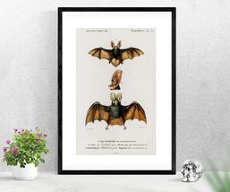 Long Eared Brown Bat Charles d&#39;Orbigny Art Poster Print 12 x 18 in - £15.94 GBP