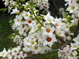 5 Seeds Yellowhorn Tree Xanthoceras Sorbifolium White Yellow Red Fragrant Fresh - £17.54 GBP