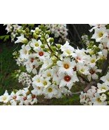 5 Seeds Yellowhorn Tree Xanthoceras Sorbifolium White Yellow Red Fragran... - £17.61 GBP