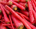 200 Seeds Atomic Red Carrot Seed Organic Heirloom Vegetable Garden Conta... - $8.99