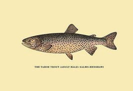 The Tahoe Trout by H.H. Leonard - Art Print - $21.99+