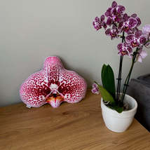 big Orchid pillow / Orchidee / Orchidaceae  / Phalaenopsis - £32.77 GBP