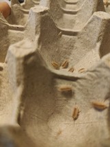 100 NEW Porcellionides pruinosus &#39;Pink&#39; Isopods. Free Shipping - $84.14