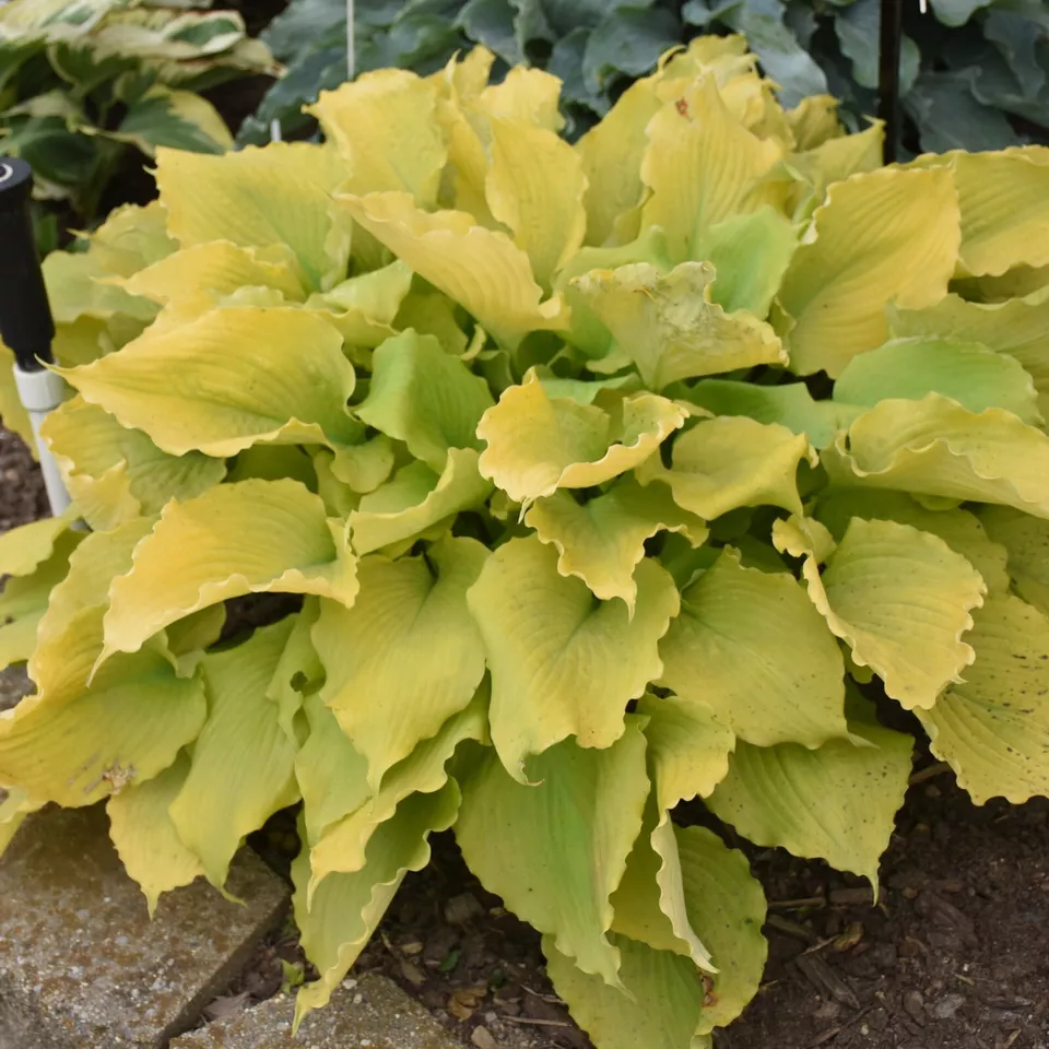 Hosta ECHO THE SUN medium new yellow disease-free 2.5&quot; pot 0 1 Live Potted Plant - £20.00 GBP