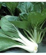 200 Seeds Pechay Chinesecabbage Seeds Pak Choi Fresh Gardening Beautiful - $9.17