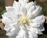 25 Double White Clematis Climbing Perennial Flowers Seeds - $19.11