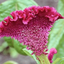 US Seller 100 Coral S Mix Celosia Cockscomb Celosia Argentea Cristata Flower See - $13.80