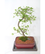 Chinese Elm, classic Bonsai, 10 years old, S trunk style - $109.40 CAD
