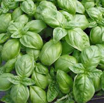 Grow In US Basil Sweet Genovese 25 Seeds Heirloom Great Fresh Or Dried Herb - £6.49 GBP