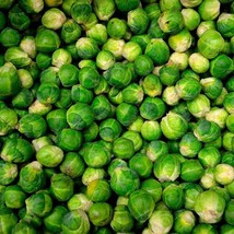 240 Long Island Improved - Brussels Sprouts Seeds Gardening Fresh USA SELLER - £11.87 GBP