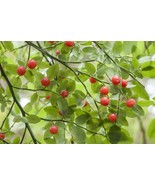 Vaccinium parvifolium Potted Plants - Red Huckleberry or Red Whortleberry - $491.67 MXN+
