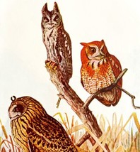 Screech Owl Short Eared Owl 1936 Bird Art Lithograph Color Plate Print D... - £31.45 GBP