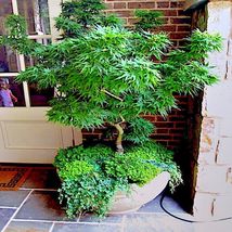 &quot;DWARF&quot; Japanese Maple Tree Seeds (Mikawa yatsubusa) UNIQUE Hemp Herb Bo... - $14.45