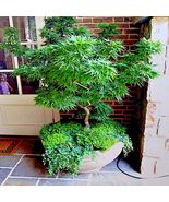 &quot;DWARF&quot; Japanese Maple Tree Seeds (Mikawa yatsubusa) UNIQUE Hemp Herb Bo... - £11.45 GBP