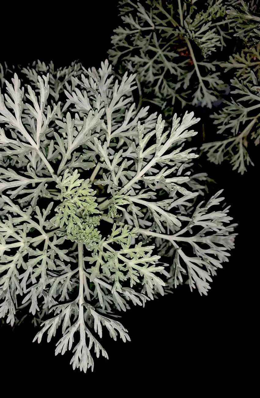 1 Wormwood Live Plant 6”+ Potted Organic Premium Soil Artemisia Easy Low... - $36.50