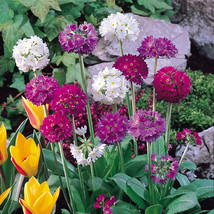 25 Primula Denticulata Ronsdorf Mix Seeds Flower Perennial - £13.49 GBP