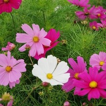 350 Mix Bulk Cosmos Sensation Flower Seeds - £6.01 GBP