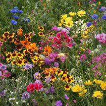 LOW GROW WILDFLOWER MIX SEEDS 200  FLOWER MIX COLORFUL 18 SPECIES  - $11.40