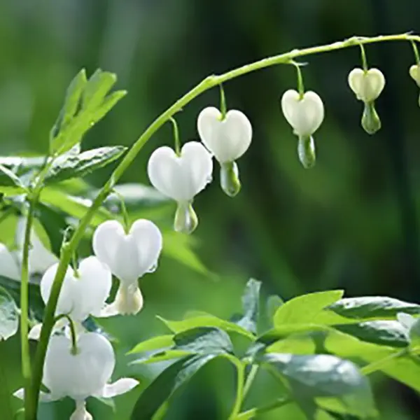 25 White Bleeding Heart Seeds Dicentra Spectabilis Shade Flower Flowers Seed 262 - £11.45 GBP