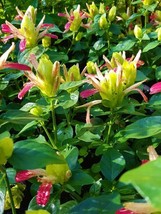 FRUIT COCKTAIL Starter Plant ~~Justicia brandegeana~~Beautiful Unique Blooms - £23.91 GBP