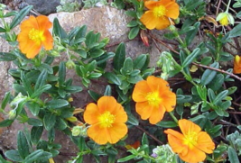 1 Pc Quart Pot Helianthemum Flowers, Bronze Carpet Sun Rose Live Plant | RK - £52.86 GBP