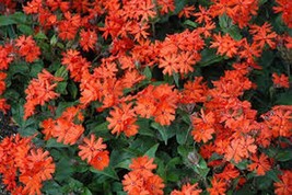 Best Lychnis Arkwrightii Vesuvius 50 Seeds - $8.79