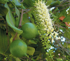 5 Pc Seeds Macadamia Integrifolia Plant, Macadamia nut Seeds for Planting | RK - £19.83 GBP