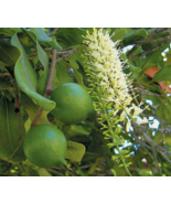 5 Pc Seeds Macadamia Integrifolia Plant, Macadamia nut Seeds for Plantin... - £19.71 GBP