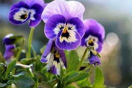 50PCS Mix Colors Violet Seeds Garden Violet Flowers Perennial (MIX Color) - $5.65