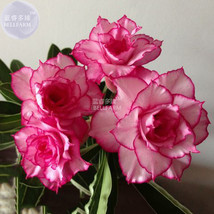 BELLFARM Adenium Whitish Light Pink Flowers with rose red edge seeds, 2 seeds, 1 - £3.24 GBP