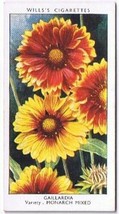 Wills Cigarette Card Garden Flowers #21 Gaillardia Blanket Flower - £0.78 GBP