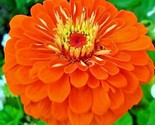 300 Seeds Orange Zinnia Seeds Summer Flowering Annual Cut Flowers Garden - $8.99