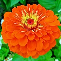 300 Seeds Orange Zinnia Seeds Summer Flowering Annual Cut Flowers Garden - £7.17 GBP