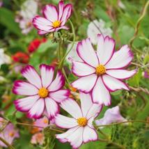 200+ Sensation Picotee Cosmos Seeds – Unique Bicolor Garden Flowers - $16.50