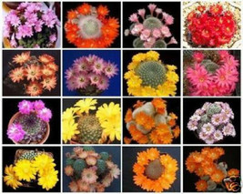 Rebutia variety MIX exotic flowering color cacti rare cactus aloe seed 25 SEEDS - $8.99