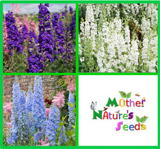 ArfanJaya 200 SeedsDelphinium Lilac Blue Swirl Larkspur Flower Spikes Cut Flower - £8.17 GBP