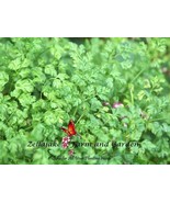 SDC Winter Chervil Culinary Herb Seeds Easy Grow - $14.20