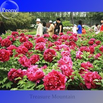 5 Seeds Giant Dark Red Peony Double Flowers Dazzling Super Big Blooming Flowers  - $6.11