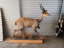 African Bush Buck Full Body Taxidermy Mount - $1,850.00