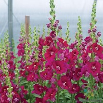 1000 Chantilly Purple Snapdragon Seeds Non-GMO, Heirloom, Fast Shipping - £7.12 GBP