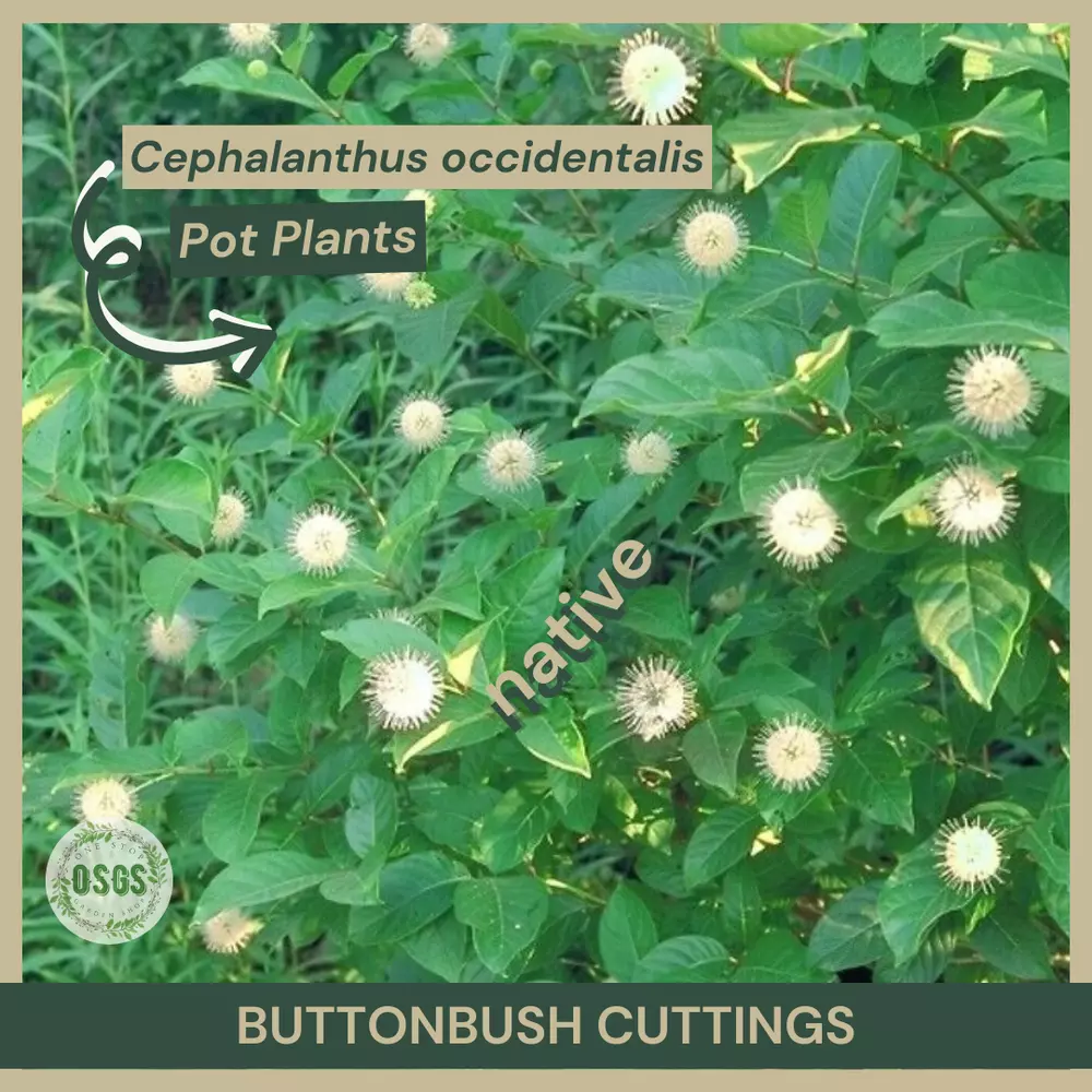 18&quot;&quot; Lot of 5 Buttonbush Cuttings Cephalanthus occidentalis Native - $30.00