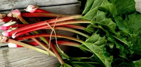 Heirloom Rhubarb 100 Seeds Red Green Stalks Heavy Yields Organic Large Fresh Gar - £16.07 GBP