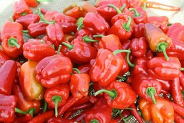 20 Bell Pepper &#39;Cajun Belle&#39; Vegetable Seeds A7375 - $93.48 MXN