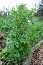 Grow In US 100 Cilantro/Coriander Seeds Heirloom Non-Gmo, Slow-Bolting - £6.00 GBP