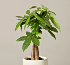 Xo Guiana chestnut Pachira aquatica - bonsai Caudiciform caudex plant 5 ... - £11.57 GBP