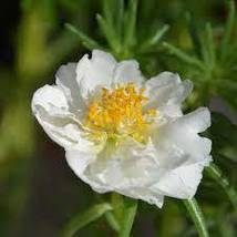 1 Original Pack, 100 seeds / pack, White Portulaca Grandiflora Seeds Homegrown M - $10.27