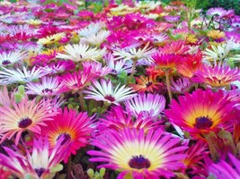 US Seller 8001 Ice Plant Mix Flower Seeds Groundcover Drought Heat Poor Soils - £7.38 GBP
