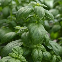 Basil Seeds 50 Basil Everleaf Emerald Tower Herb Seedsgarden Beautiful USA Selle - £23.74 GBP