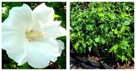 Live Plant Diana White Hibiscus Althea Rose Of Sharon 1 QT - £43.44 GBP
